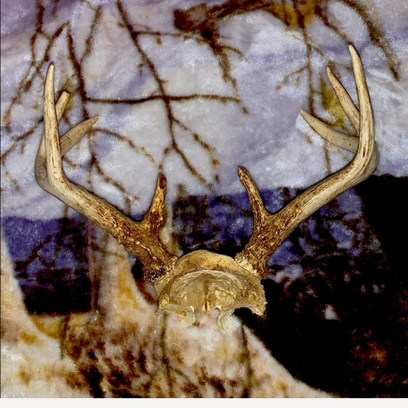 6-8 Point Deer Rack Great for Mounting in Man Cave - Picture 4 of 16